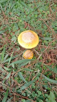 IMG_20150725_105441671.jpg
