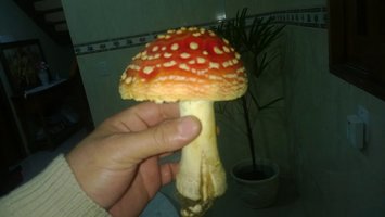 WP_20150725_003.jpg