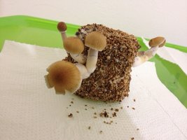 foto 12.JPG