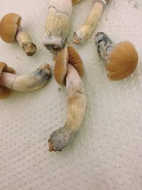 foto 7.JPG