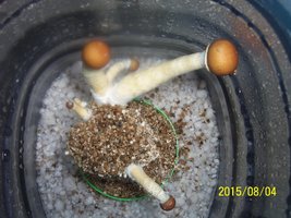 100_4718.JPG