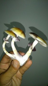 Akx5lHa2weRwXlZGM_a8ipURAYLVTRJdFAdrma0mJ33S.jpg