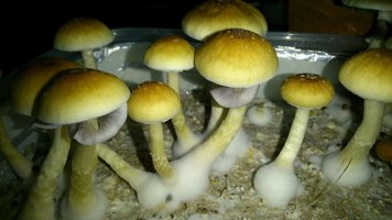 Atqy29KYR1cUdJevSGRPWXmBLVT8Y7gc086buyWDS-E9.jpg