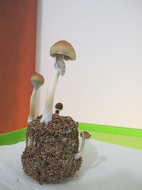 IMG_0032.JPG