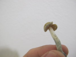 IMG_0038.JPG