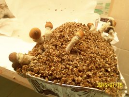100_4379.JPG
