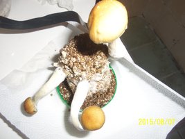 100_4726.JPG