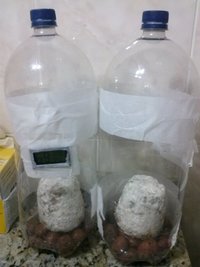 2 primeiros terrários do segundo cultivo.jpg