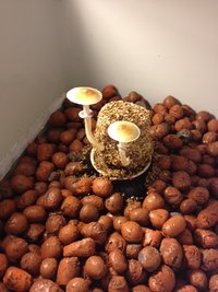 foto 1.JPG