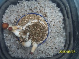 100_4757.JPG