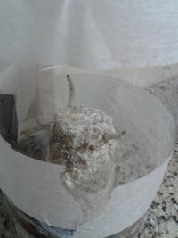 flush 4 cultivo 1.jpg