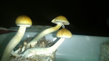 Ai9N-P8GHtYNRlw45mLHXIp4ooHInQ0zV-io1cJCcZb7.jpg