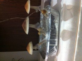 foto 1.JPG
