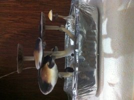 foto 4.JPG