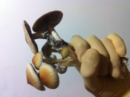 foto 4.JPG