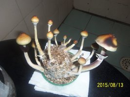100_4781.JPG