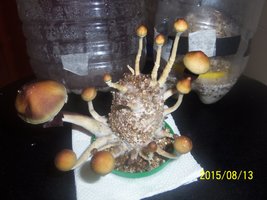 100_4783.JPG