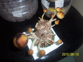 100_4784.JPG