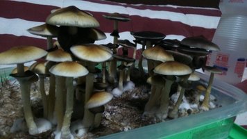 DSC_0650.JPG