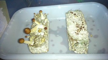 DSC_0661.JPG