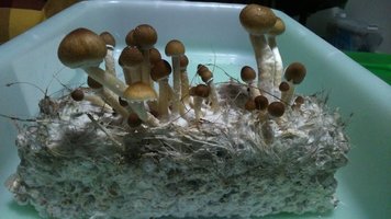 DSC_0687.JPG