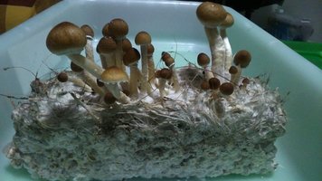 DSC_0688.JPG