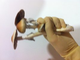 foto 4.JPG