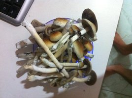 foto 5.JPG