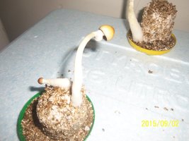 100_4796.JPG