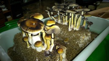 DSC_0711.JPG