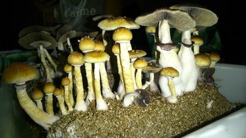 DSC_0712.JPG