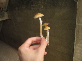 IMG_6061.JPG