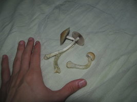 IMG_6087.JPG