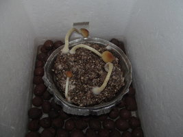 IMG_6090.JPG