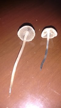 IMG_20150912_170805668.jpg