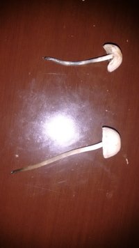 IMG_20150912_171030957.jpg
