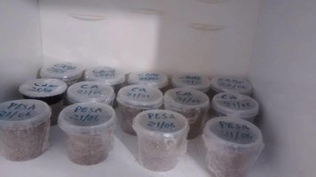 inoculação 21-08.jpg