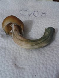 cogumelo 3 zoom.jpg
