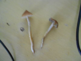 DSCN0661.JPG