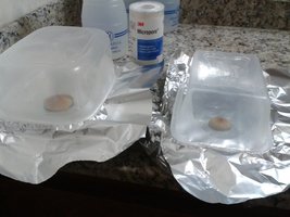carimbo segundo cultivo.jpg