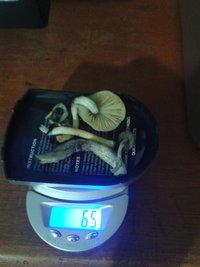 colheita parcial segundo cultivo.jpg