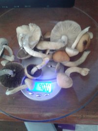 primeira colheita terceiro cultivo.jpg