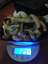 seg colheita terceiro cultivo.jpg