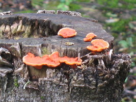 IMG_6087.JPG