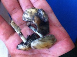 IMG_0306[1].JPG