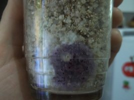 1°cultivo (3).JPG
