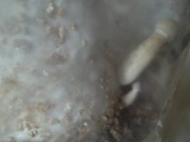 100_3116.JPG