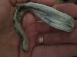 100_3162.JPG