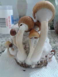 2º flush terrário5.jpg