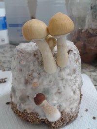 2º flush bolo terrario 6.jpg